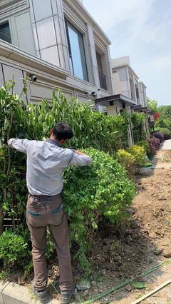 承接庭院綠化別墅綠化小區(qū)園區(qū)綠化工廠綠化施工養(yǎng)護(hù) 景觀施工 修剪除草