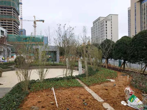 新蒲口腔醫院綠化工程項目正在施工中