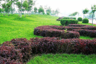 綠籬、色塊、色帶及體育場地設(shè)施的定點放線方法與步驟